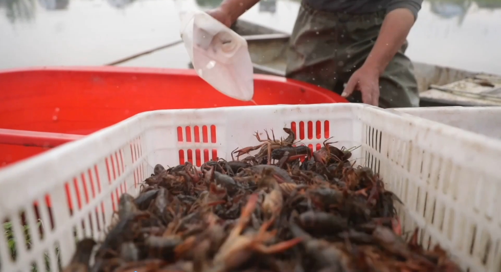 湖南省沅江市养殖户正在打捞小龙虾。新华社记者 丁春雨 摄