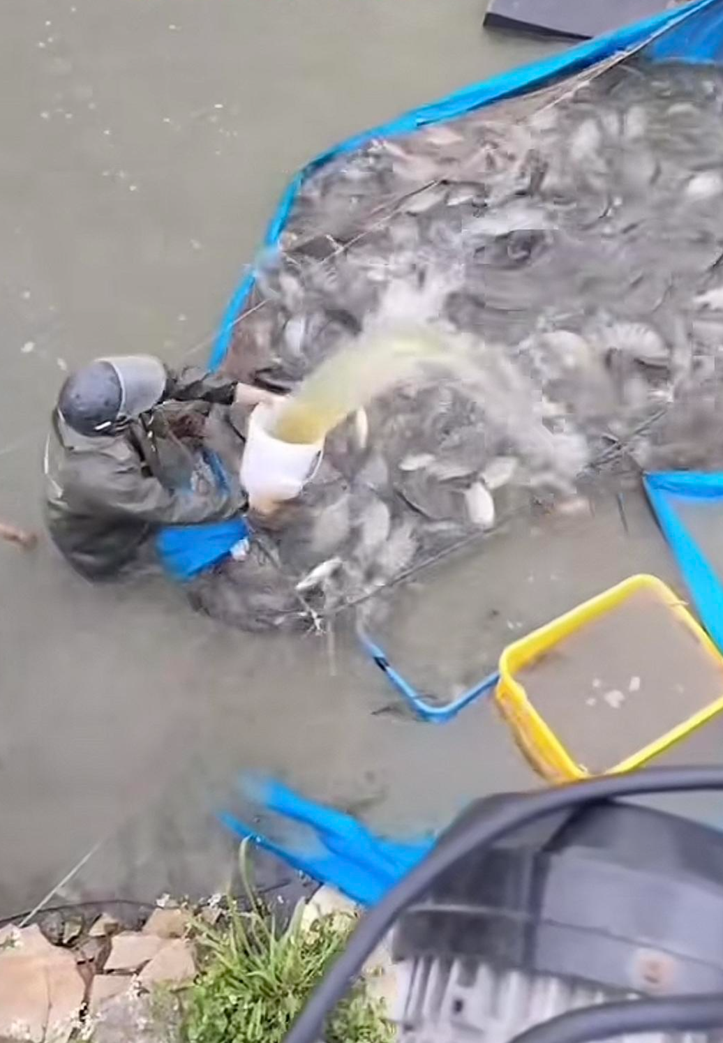 ▲渔民起网时泼撒丁香酚麻醉剂