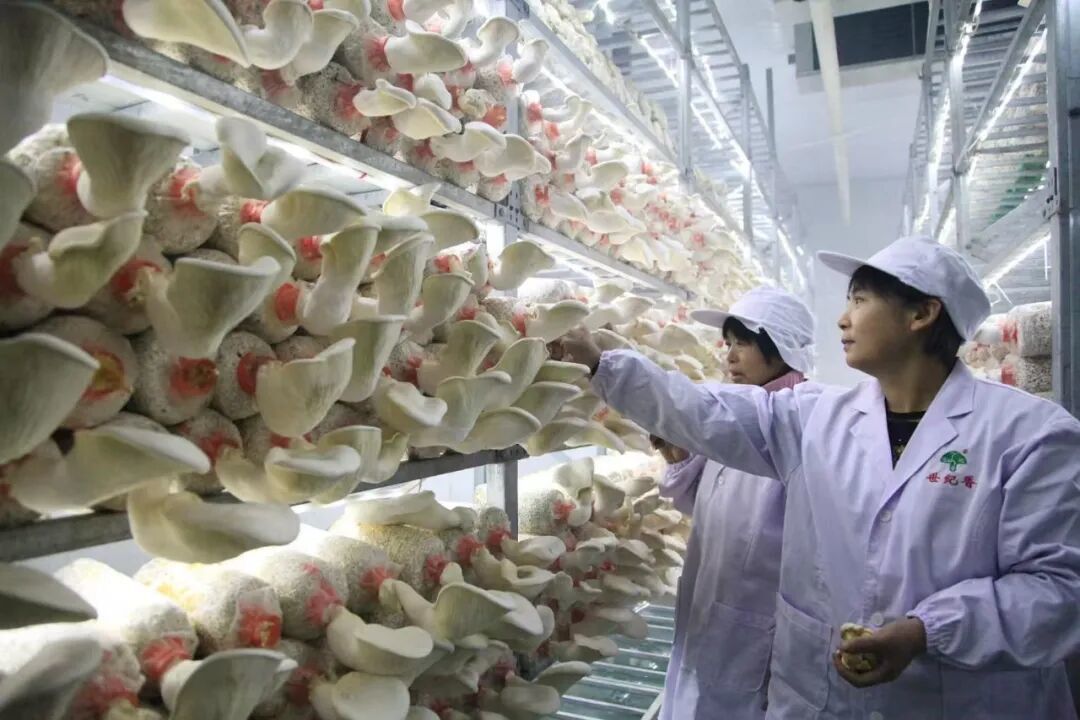 河南许昌建安区，秸秆制成的菌棒上白灵菇长势良好。建安区委宣传部供图