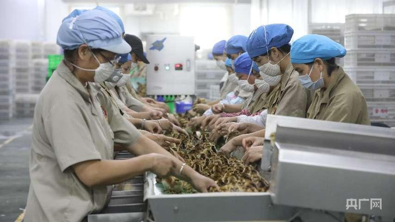 清远鸡种苗孵化车间，带动周边农户就业（央广网发 受访者供图）