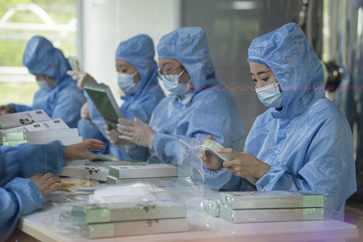 工人在吉林省永吉县博大农科公司人参加工厂无菌车间里包装人参产品(2025年7月15日摄)。新华社记者 邵泽东 摄