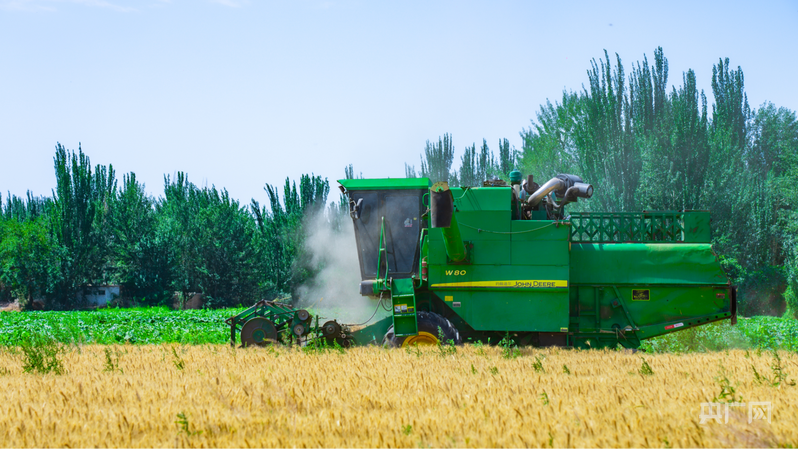 收割机正来回穿梭,奏响夏粮丰收的“交响乐” (央广网发 胡尔西代姆·阿卜拉 摄)