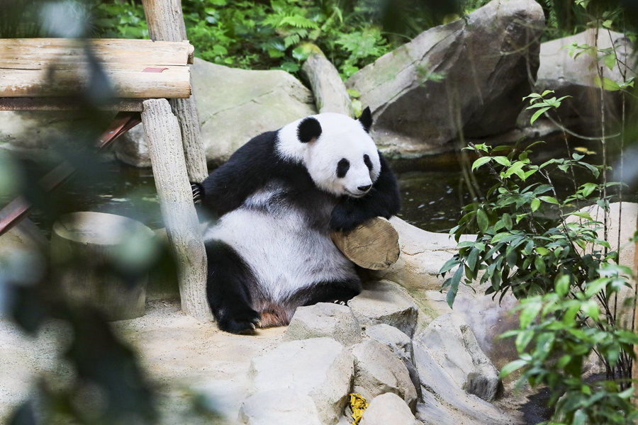 这是2024年11月22日在马来西亚首都吉隆坡附近的马来西亚国家动物园大熊猫保护中心拍摄的大熊猫“靓靓”。新华社发 李潇然 摄