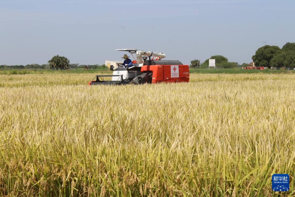 10月4日,在乍得哈杰尔-拉米斯省杜吉亚区米代金村,工作人员驾驶收割机收割水稻。新华社发(阿诺摄)