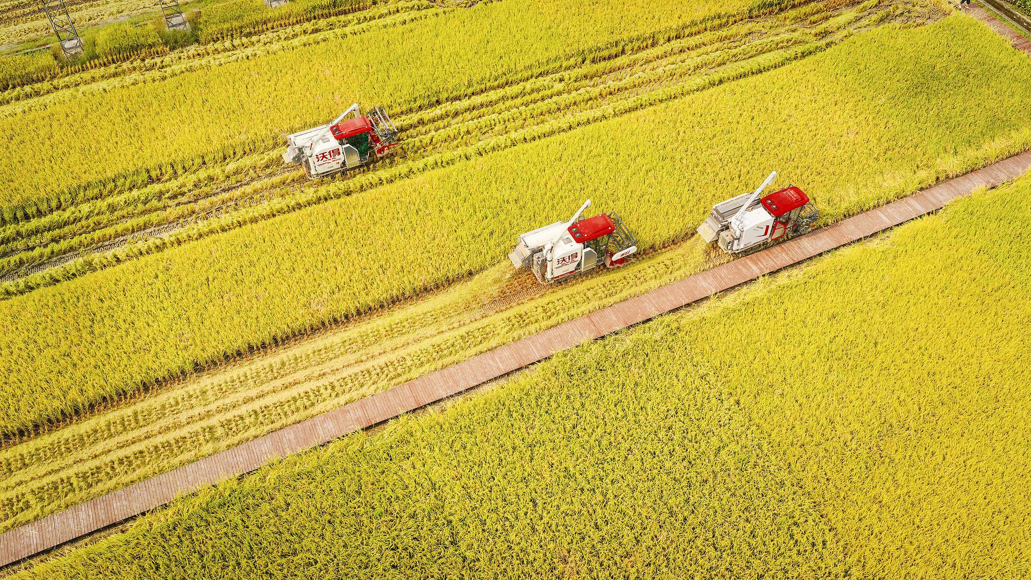 △2025年9月14日，四川成都崇州市隆兴镇十万亩粮食综合示范基地水稻喜获丰收。