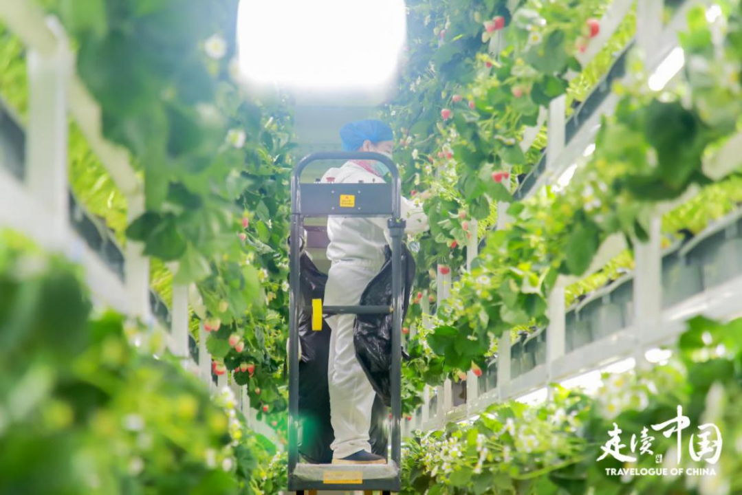 察右前旗植物工厂草莓基地车间内