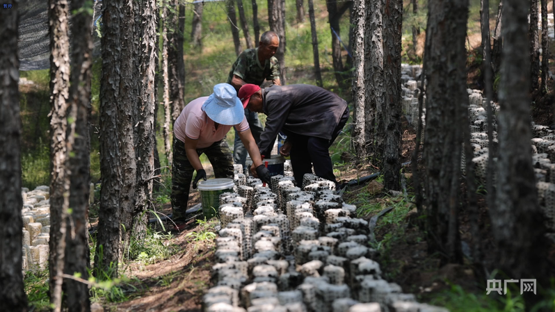 村民在马鞍山林场林下经济试验示范基地采摘木耳（央广网发 刘德胤 摄）
