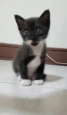 ▲奔驰猫去美容乖乖被洗澡 妈傻眼po「粉嫩肉肚」:是糟蹋我吗? (图/粉专「曾氏一家都是毛孩」提供)