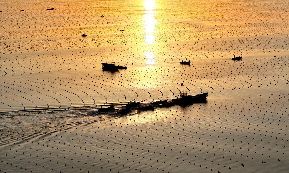 2月11日，在山东省荣成市爱伦湾海洋牧场海带养殖区，养殖工人驾驶渔船出海作业（无人机照片）。新华社发（杨志礼摄）