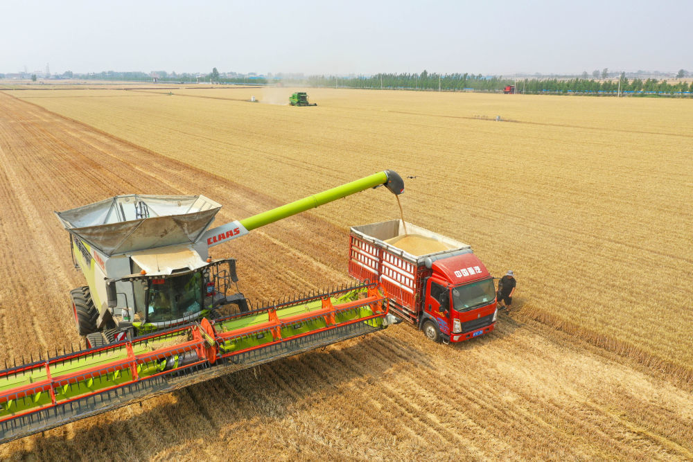 5月29日，在河南省周口市西华县黄泛区实业集团农业第四分公司的麦田里，农机手操作收割机将收获的小麦装车（无人机照片）。新华社记者 郝源 摄