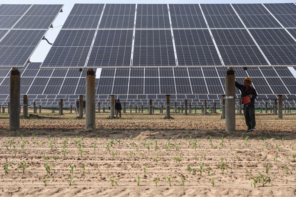 2025年5月29日，工作人员在辽宁彰武县章古台镇光伏+治沙生态产业项目现场对光伏板进行维护。新华社记者 潘昱龙 摄