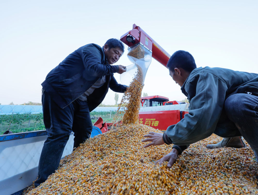 10月13日，山西省运城市万荣县里望乡村民趁着晴好天气抢收玉米。新华社发（闫鑫摄）