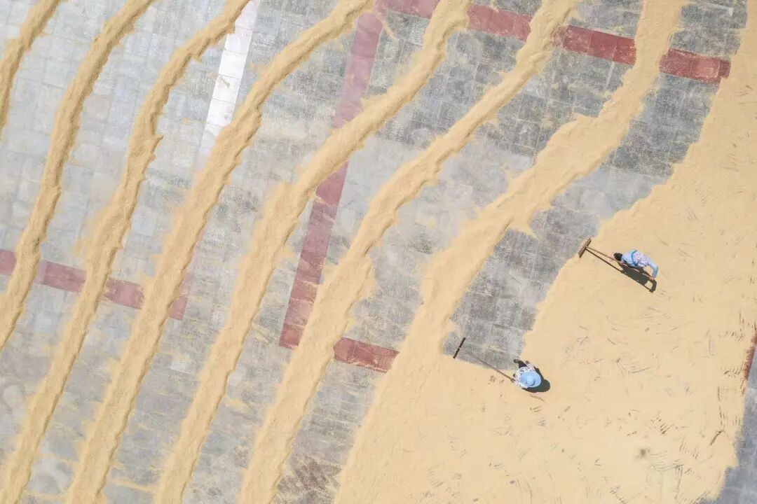 人們在鎮(zhèn)政府廣場上晾曬糧食 黃偉 攝