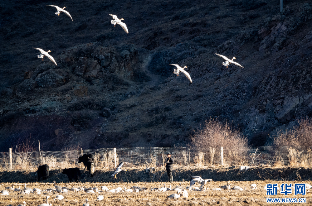 这是11月26日在西藏拉萨市林周县境内拍摄的斑头雁。新华网 旦增努布 摄