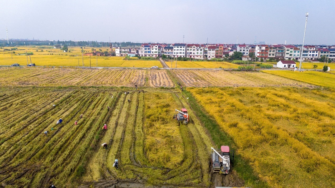 在浙江省金华市罗埠镇山下陈村,300多亩金华市农科院引进试种的“农香39”晚稻成熟,人们忙着开镰收割。新华社发