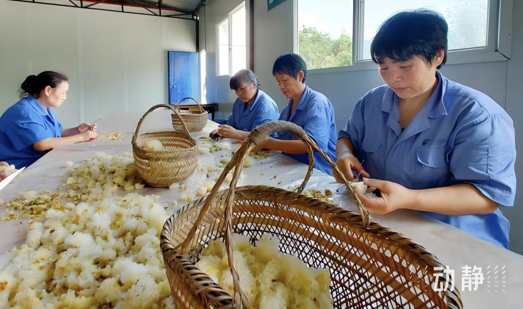 工人正修剪银耳