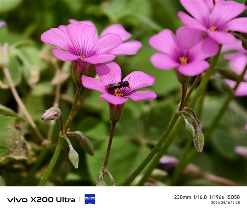 史上首款手机“大炮”!vivo X200 Ultra评测:自带外挂的全能V单