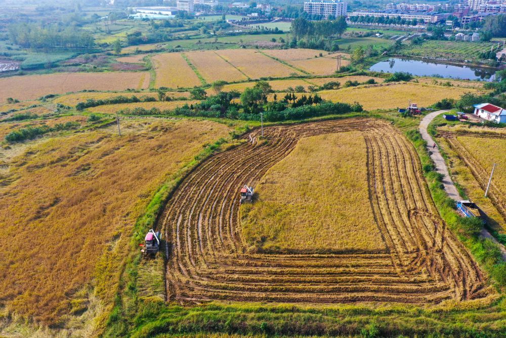 2025年10月5日，在河南省信阳市光山县的水稻种植基地，农民驾驶收割机抢收水稻（无人机照片）。新华社发（谢万柏 摄）