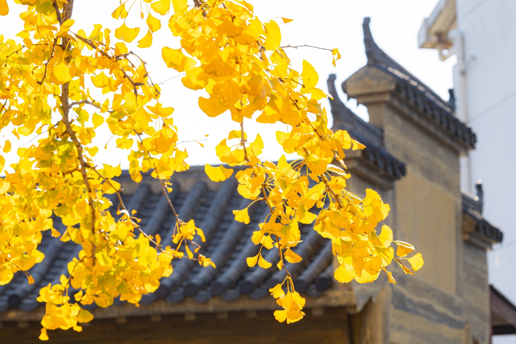 20251105武汉黄陂清凉寨秋景-7