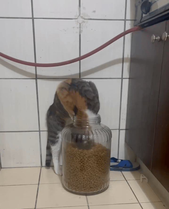 直接把头伸进去开吃了~