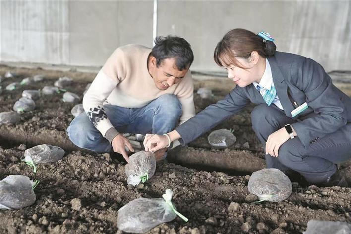 农行阿拉尔兵团分行工作人员(右)走访羊肚菌种植大棚,为种植户宣传惠农政策,介绍“商户e贷”产品(资料图片)。