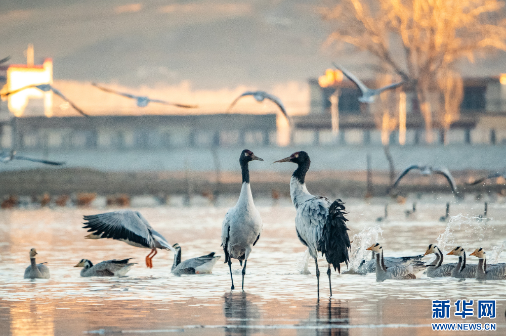 这是11月26日在西藏拉萨市林周县境内拍摄的黑颈鹤和斑头雁。新华网 旦增努布 摄