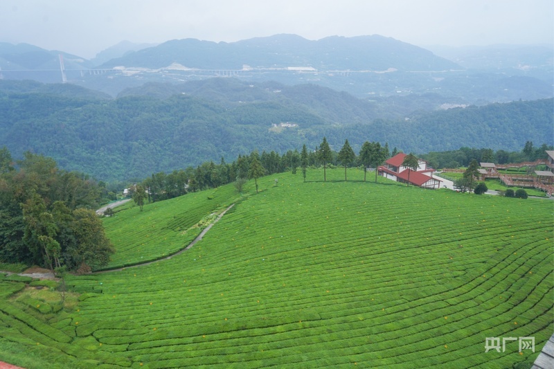 五峰土家族自治县青岗岭生态茶园风貌（央广网记者邓子依 摄）