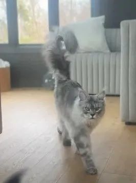 尾巴长达46.99公分 2岁缅因猫获认证成世界上尾巴最长猫猫。 (图/翻摄自YouTube/Guinness World Records)