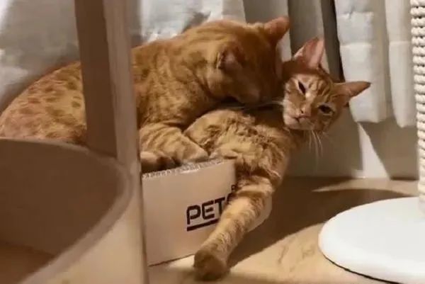 ▲阿橘姐姐「过度照顾」猫弟弟 每天帮洗澡它被舔到眼神死。 (图/IG@goodgoodeat0302提供,请勿随意翻拍,以免侵权。 )