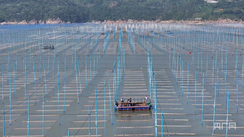 在苍南大渔湾,玻璃钢插杆替代了传统的毛竹插杆(央广网发 陈盛华 摄)