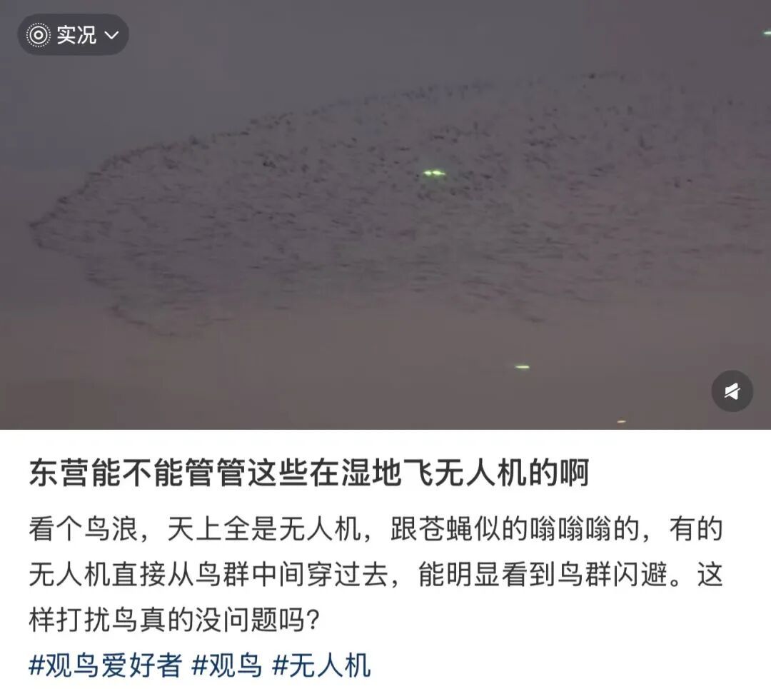 2025年10月,东营黄河口湿地,观鸟者发帖记录无人机冲进鸟群。图/网络截图