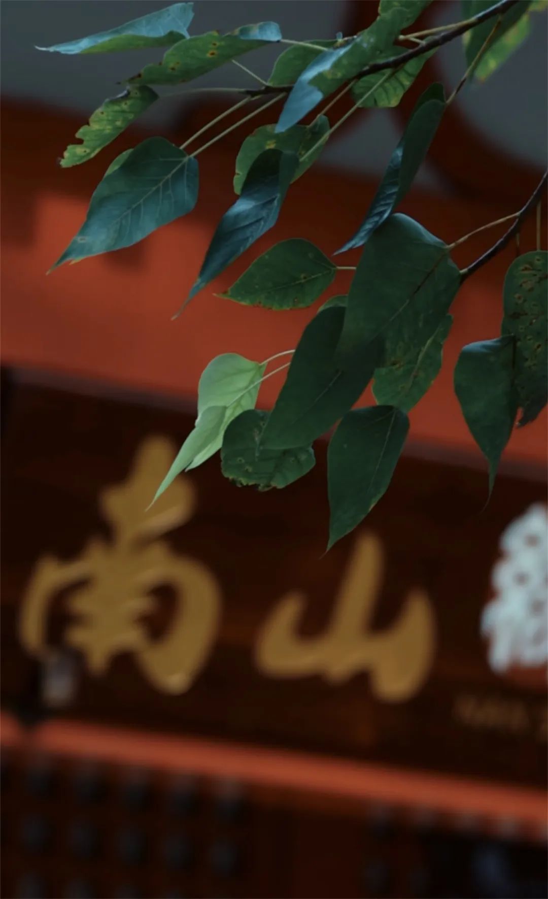 ▲生长