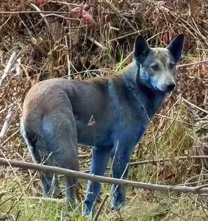 ▲毛色泛蓝的流浪狗