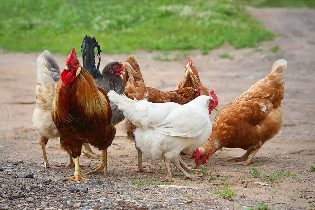 8 Simple Tips for Breeding Chickens - The Happy Chicken Coop