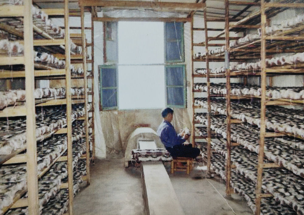 这是最早的家庭作坊式的银耳栽培房。新华社发