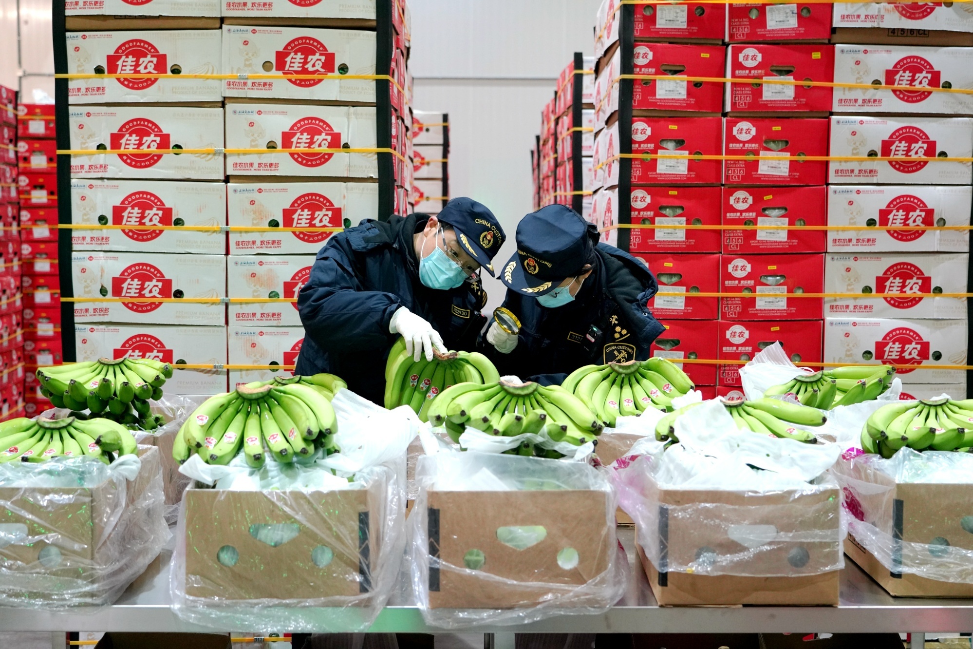宁波海关关员在梅山国际冷链项目指定监管场地对进口香蕉开展现场查验（央广网发 应俊 摄）