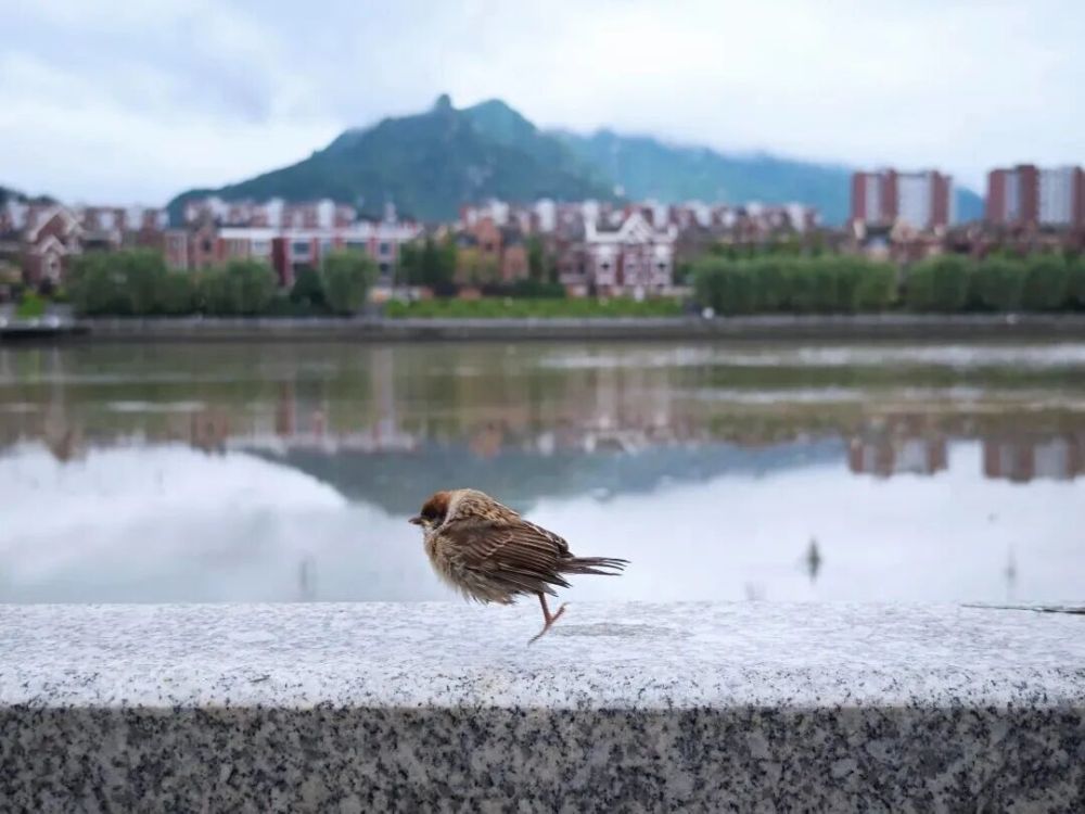 雨后，辽宁凤城二道河畔，一只淋雨的麻雀雏鸟在努力“奔跑”。它说风雨中这点痛算什么，擦干泪不要怕，至少我们还有梦。人生又何尝不是如此呢！@剛看見