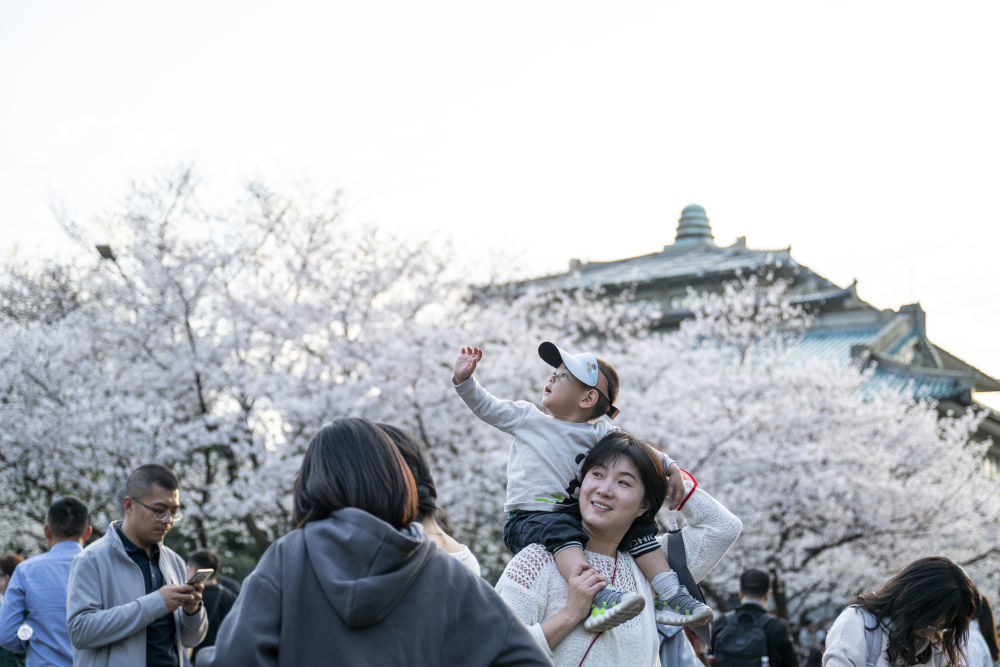 3月22日,游客在武汉大学赏樱。新华社记者 伍志尊 摄