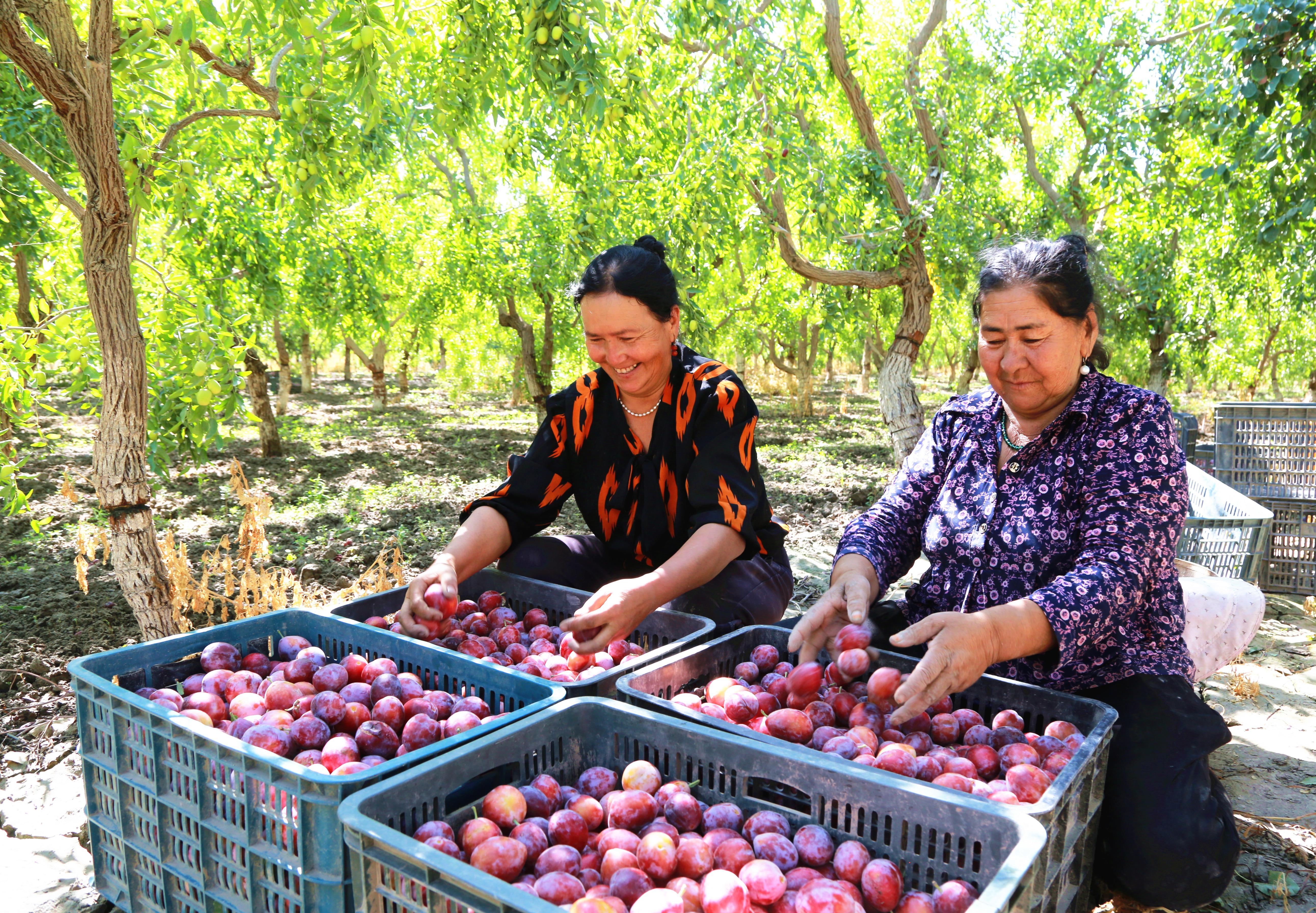 △2025年8月19日,新疆阿克苏地区阿瓦提县塔木托格拉克镇阿克亚村,果农分拣西梅。