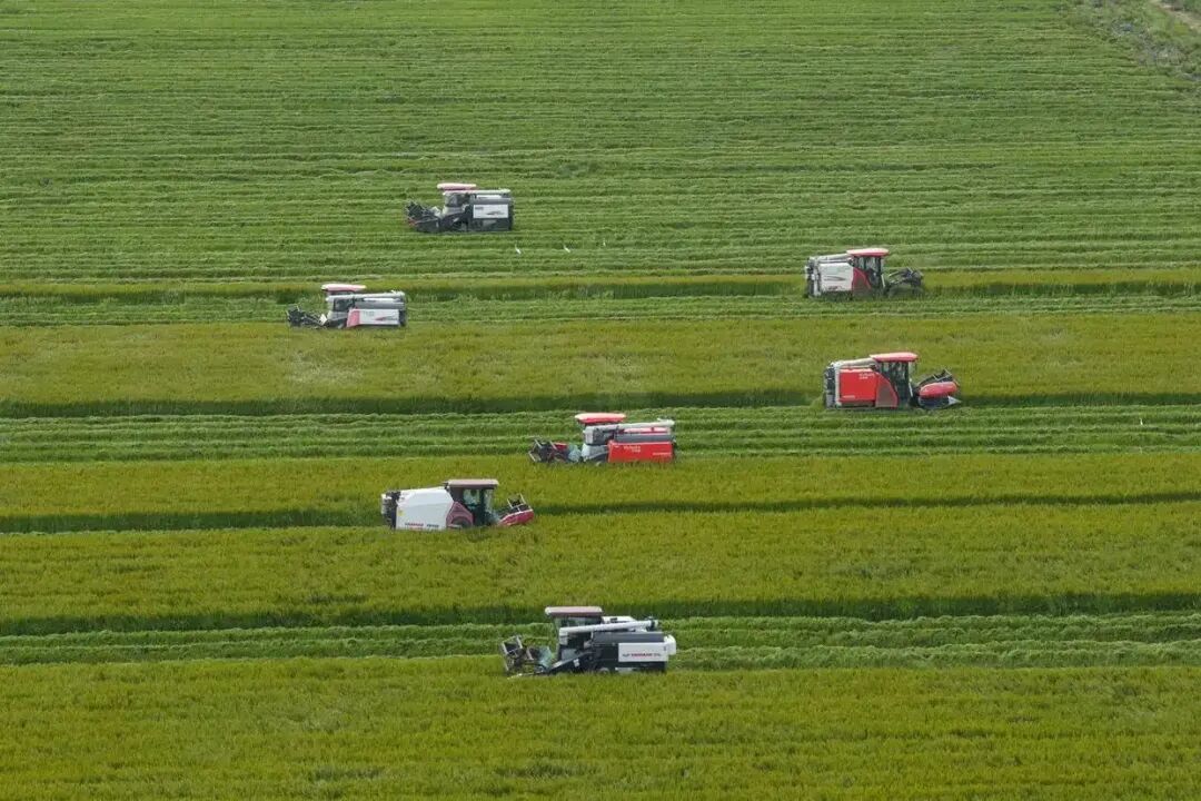 △9月23日,收割机在浙江省余姚市滨海现代农业产业先导区收割晚稻