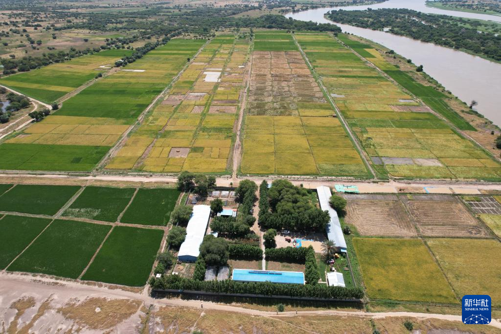 这是10月2日在乍得哈杰尔-拉米斯省杜吉亚区米代金村拍摄的中国援乍得农业第八期技术援助项目的稻田(无人机照片)。新华社发(阿诺摄)