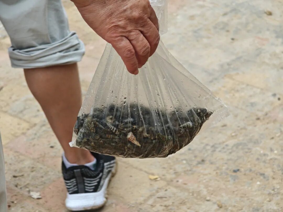 一袋被游客带走的蟹守螺,村民用于养蟹。