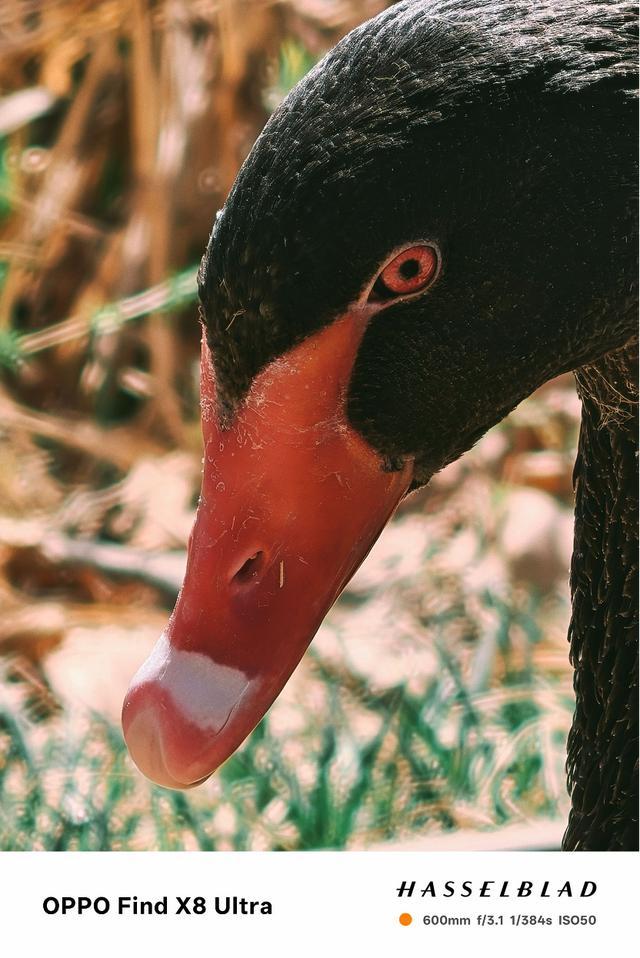 人像夜神的究极形态?OPPO Find X8 Ultra影像评测