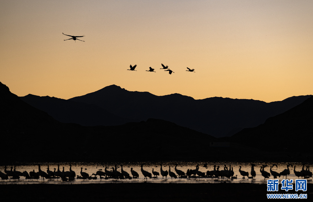这是11月26日在西藏拉萨市林周县境内拍摄的黑颈鹤。新华网 旦增努布 摄