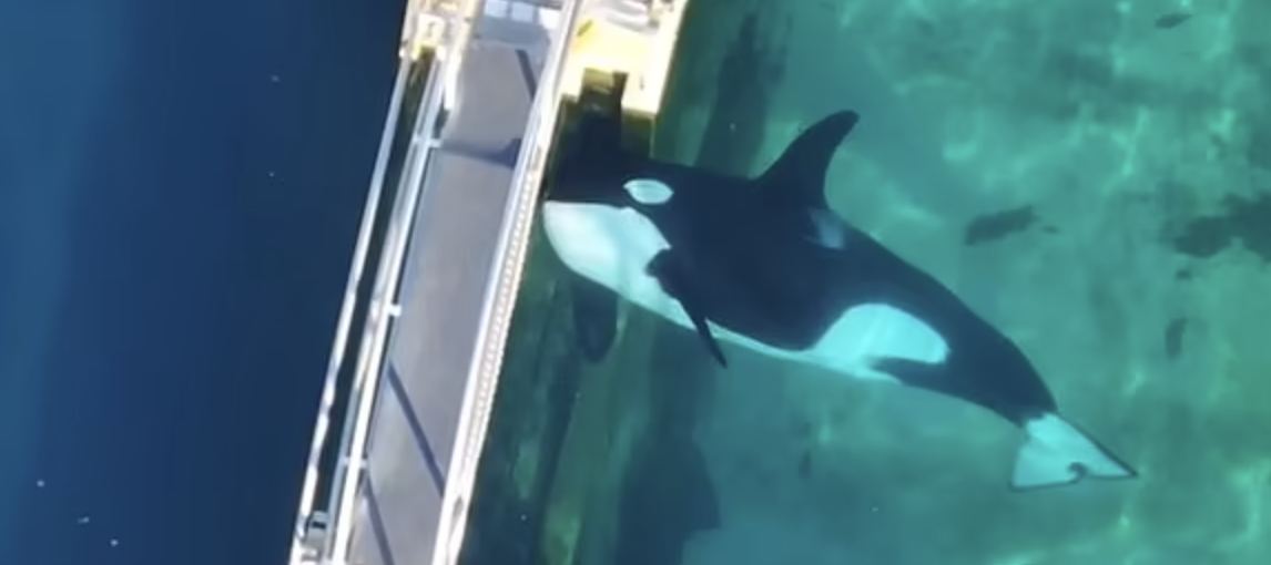 ▲被困在安提贝斯海洋公园的虎鲸