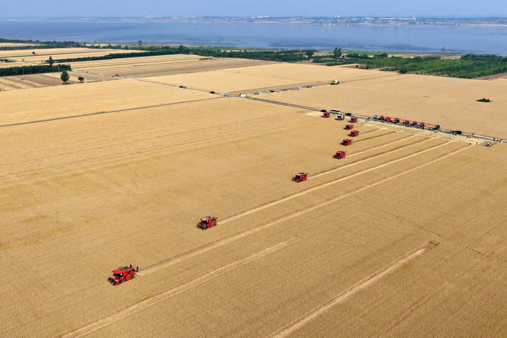 在山西省运城市盐湖区解州镇曲村麦田里,农机手驾驶收割机收割小麦(5月28日摄,无人机照片)。新华社记者 詹彦 摄