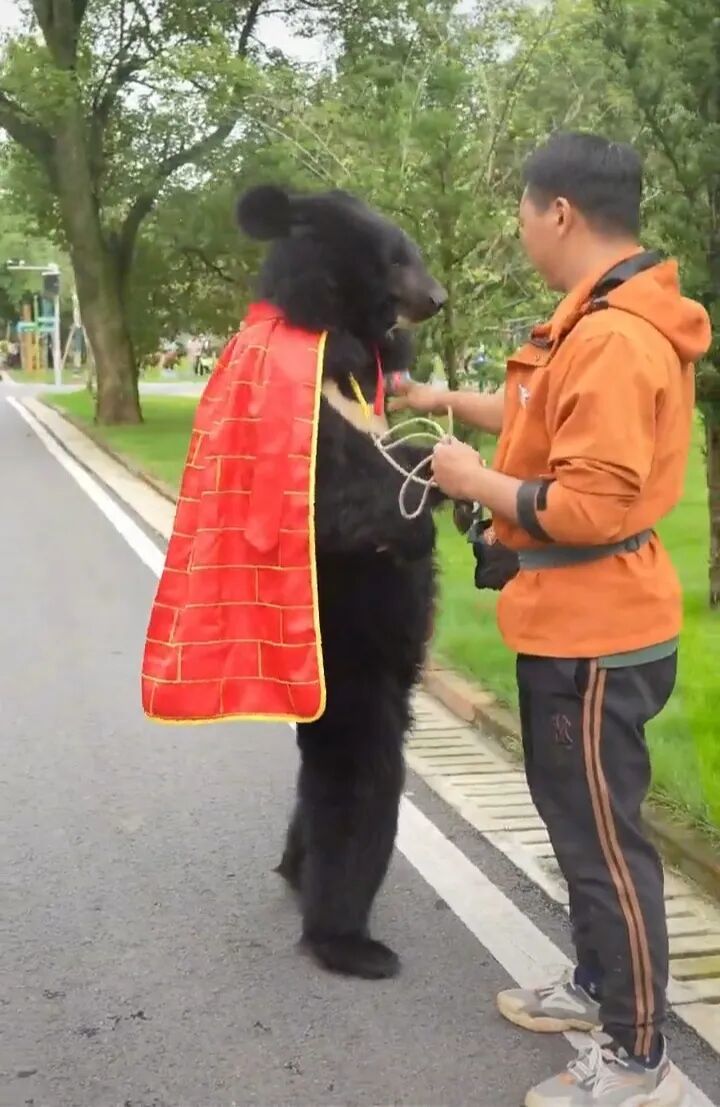 9月24日上午,该动物园工作人员向极目新闻记者证实,视频中的确是真的黑熊。它从小由饲养员养大,性格温顺听话。