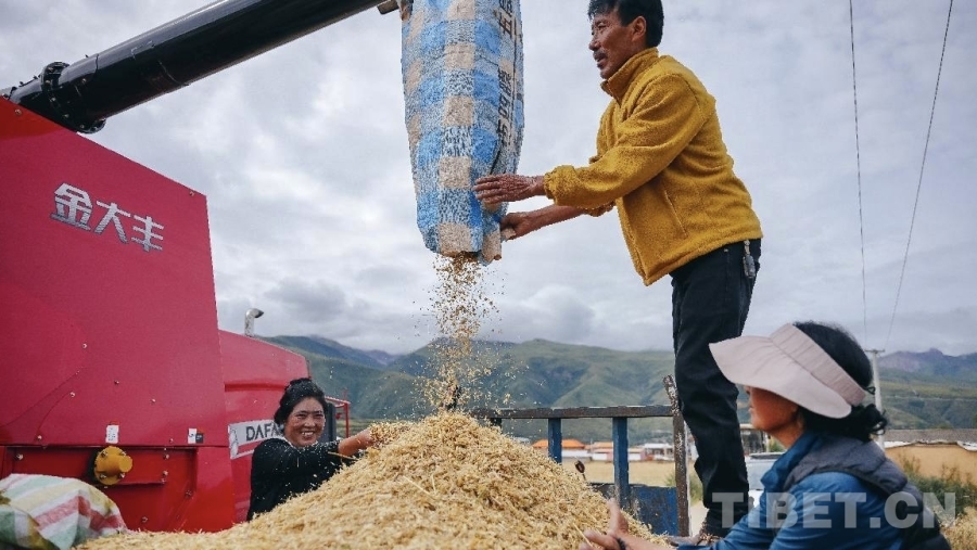 图为青稞大丰收