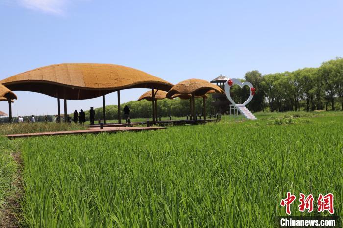 图为游客在300亩水稻田打卡。 曾令刚 摄