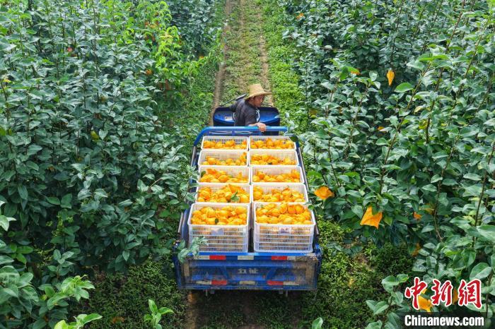 百里洲砂梨迎来丰收季(无人机图片)。周星亮 摄